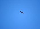 Monniksgier (cinereous vulture) Aegypius monachus - tussen Ikh Gazriin Cguluu en Ulaanbaatar 25-08-2016 (3)